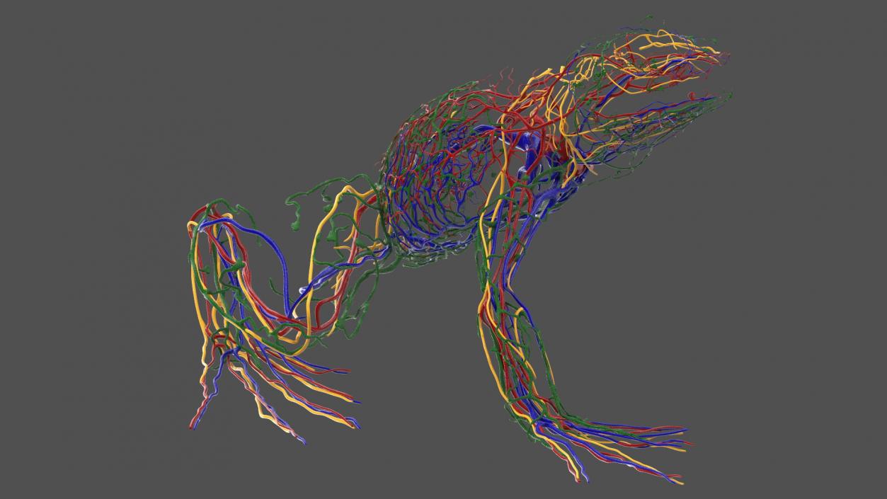 3D Frog Anatomy Right Side Colored