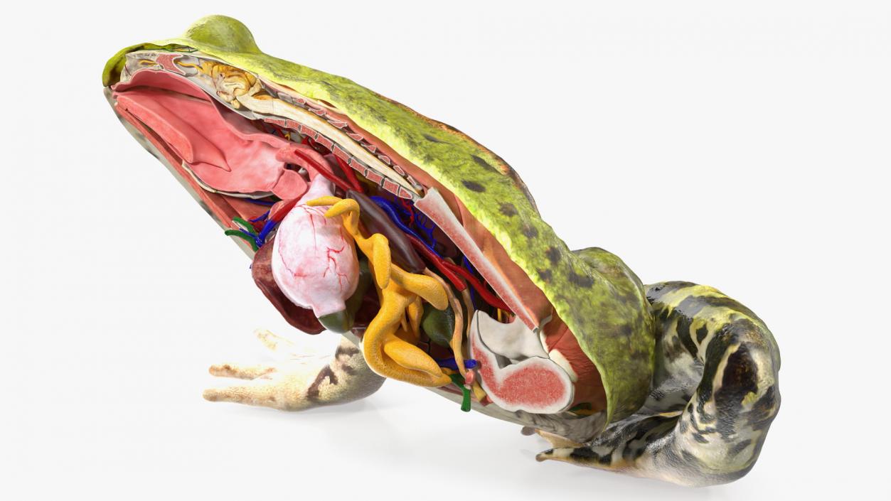 3D Frog Anatomy Right Side Colored