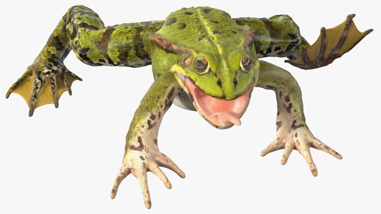 3D Frog Rigged