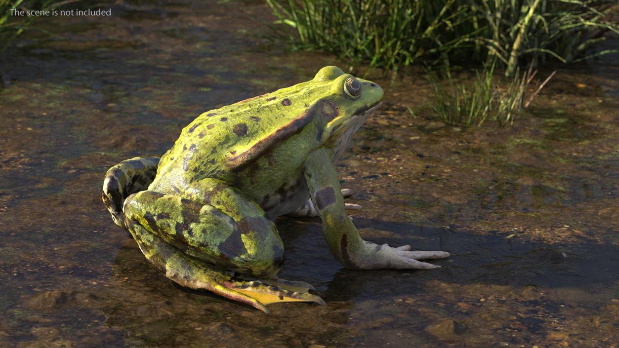 3D Frog Rigged