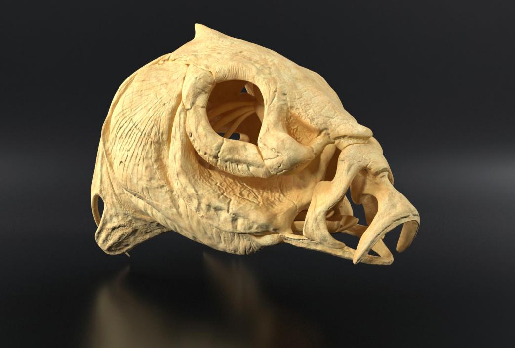 3D Fish Skull Bones