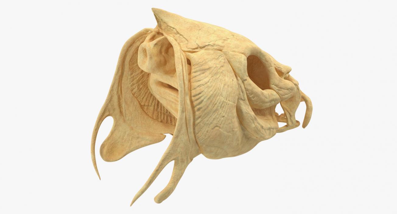 3D Fish Skull Bones