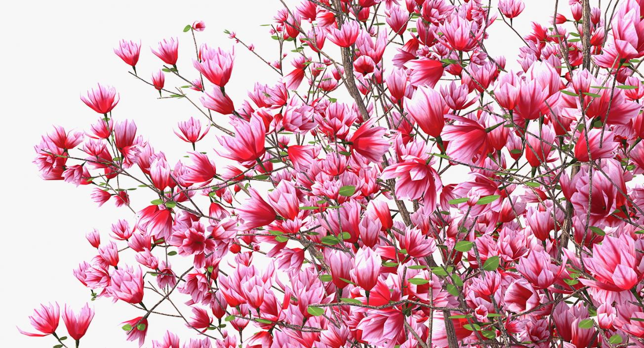 Magnolia Tulip Tree 3D model