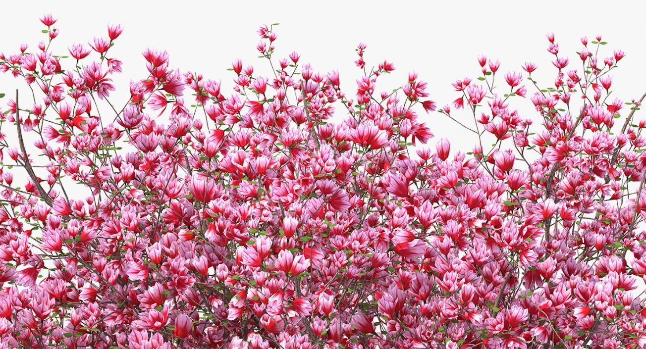 Magnolia Tulip Tree 3D model