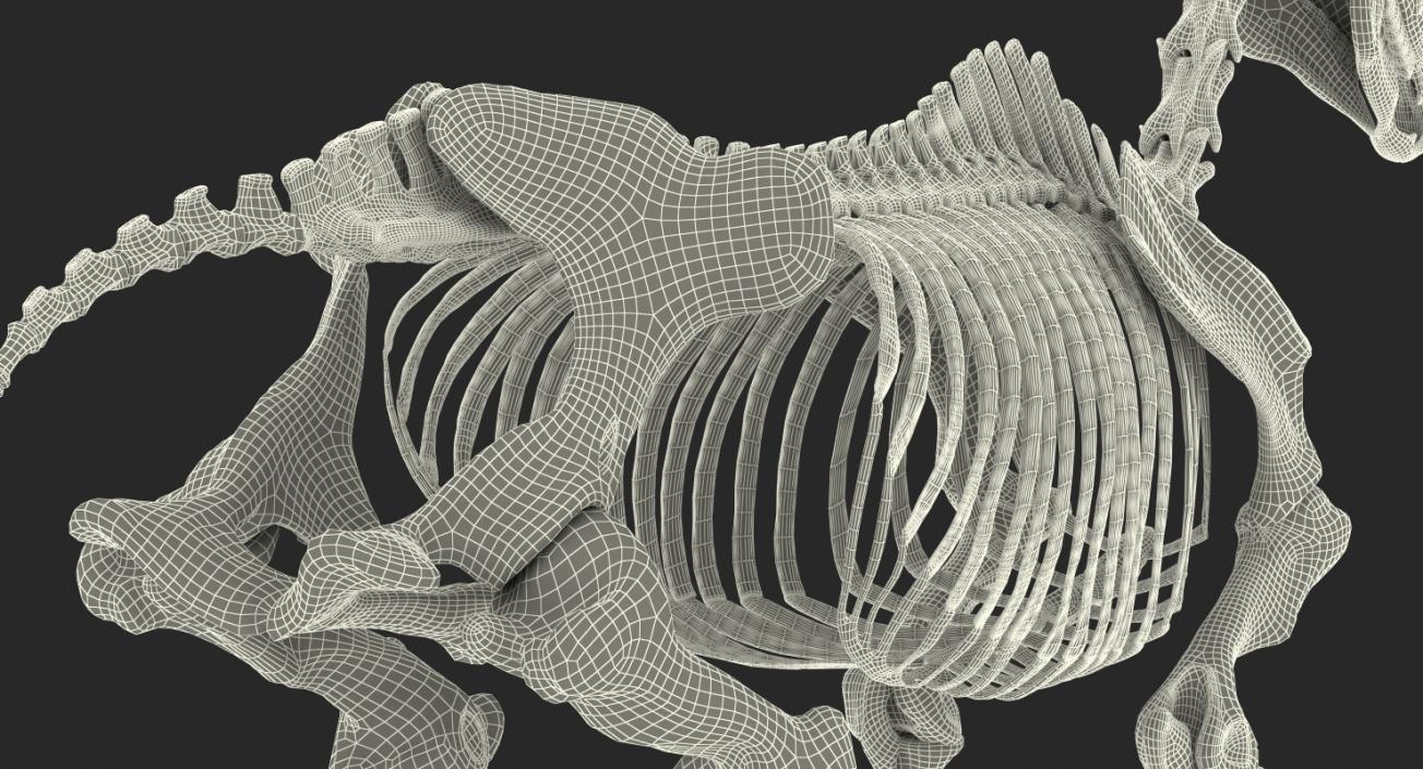 Horse Skeleton 3D model