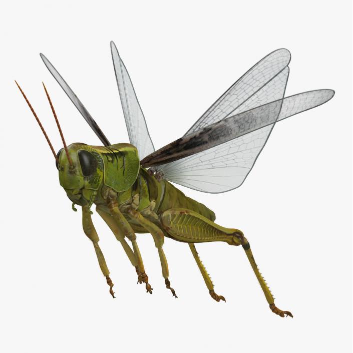 3D Grasshopper Jumping Pose with Fur model