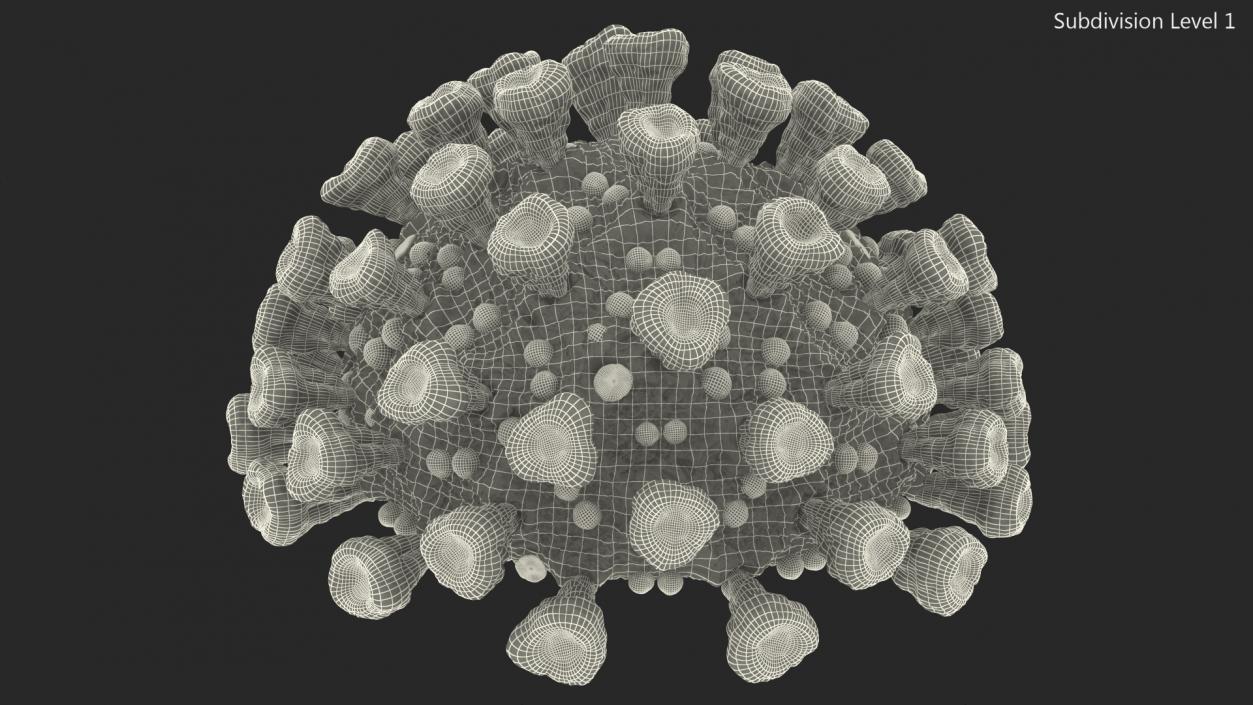 Coronavirus MERS-CoV Cross Section 3D model
