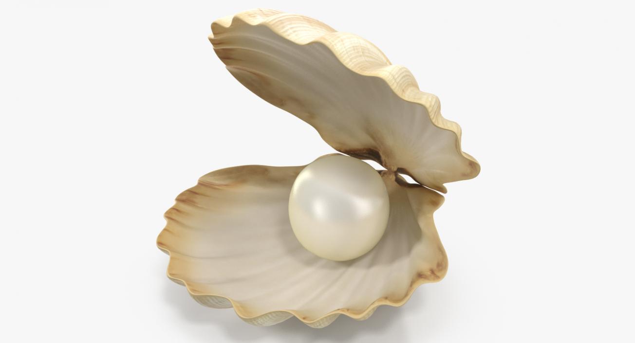 3D model Sea Shell With Pearl