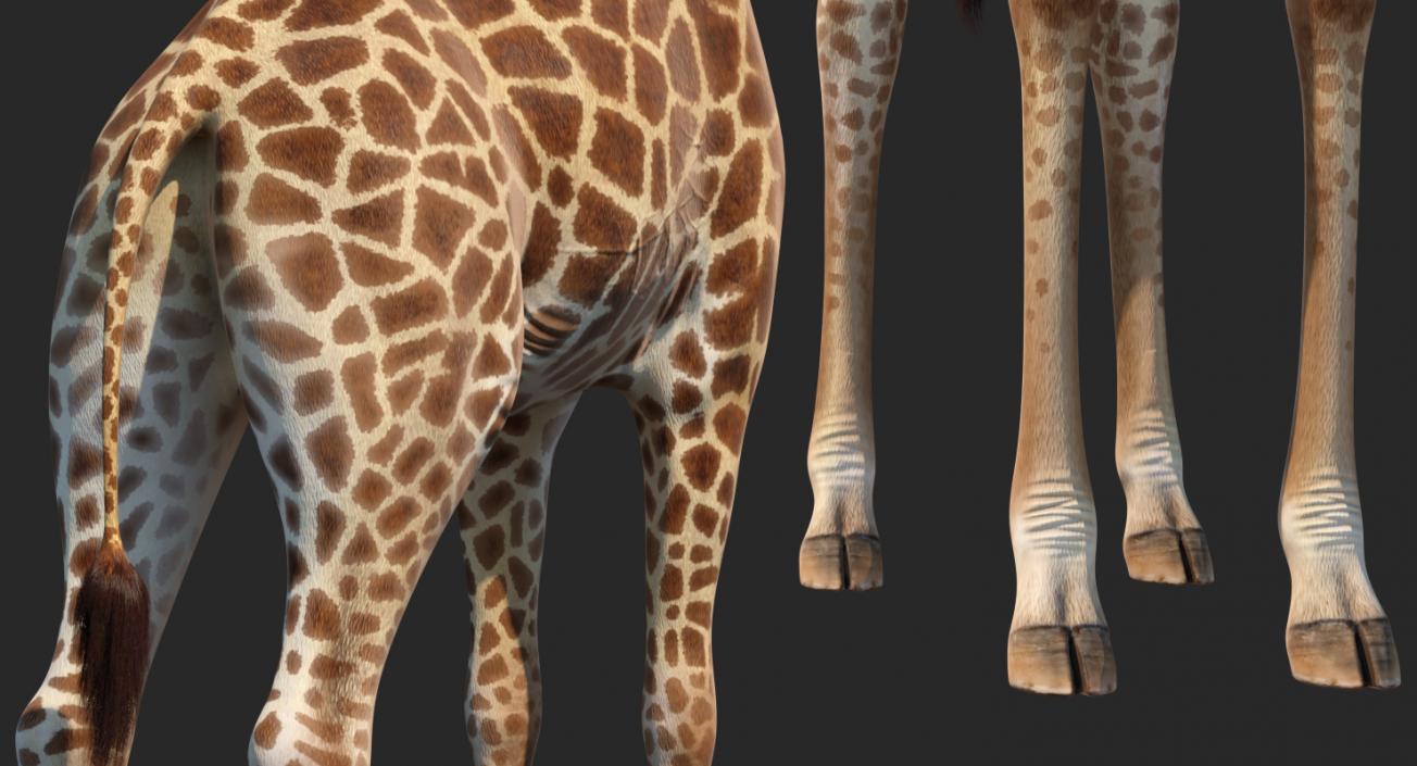 African Giraffe Fur 3D model