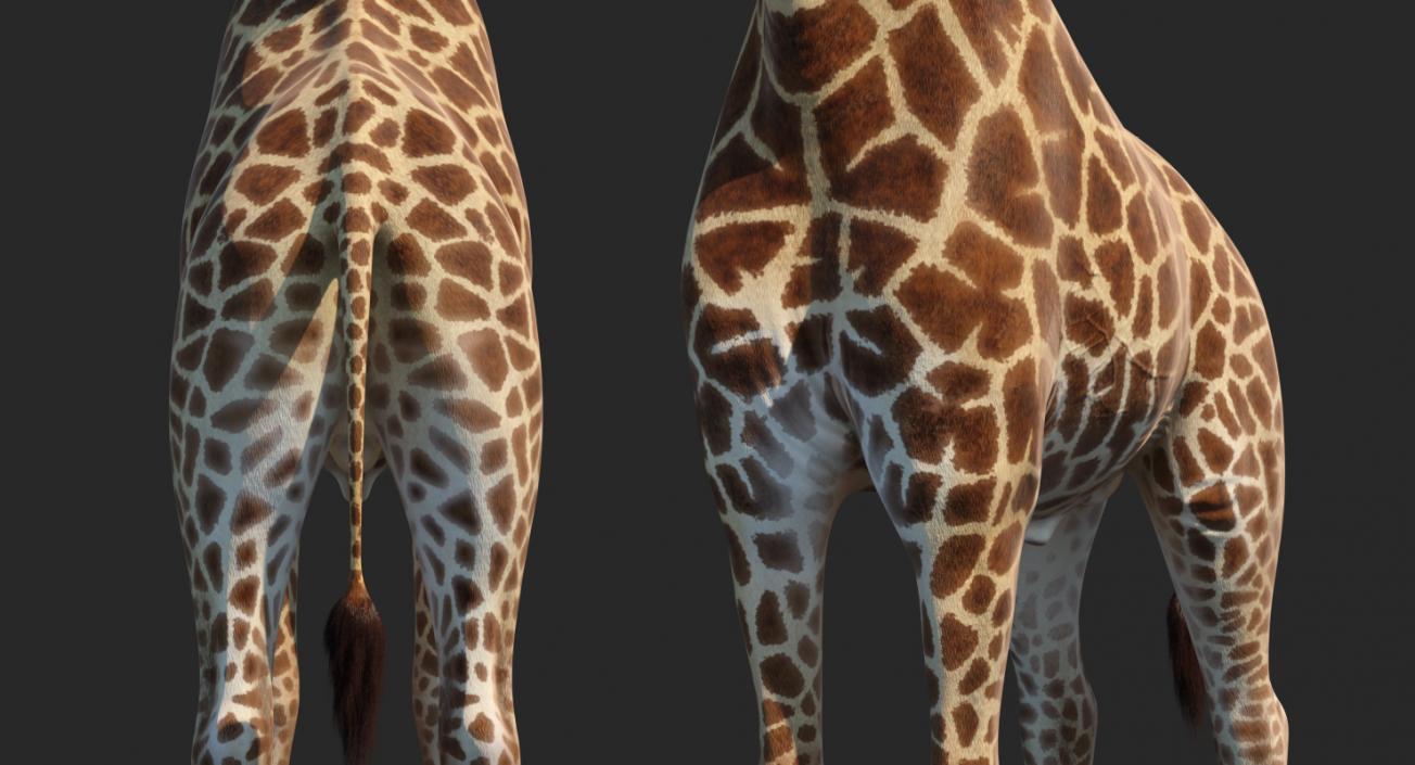African Giraffe Fur 3D model