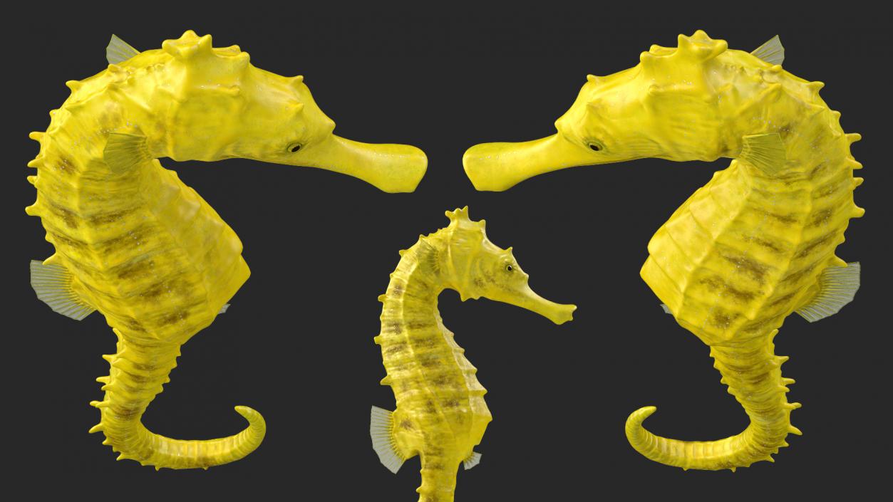 Slender Seahorse Hippocampus Reidi 3D model