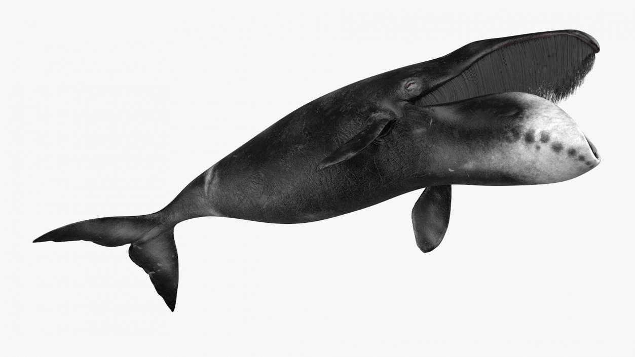 3D model Balaena Mysticetus Sea Animal Fur Rigged