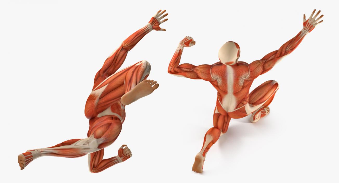 3D model Male Muscular System in Bodybuilder Pose