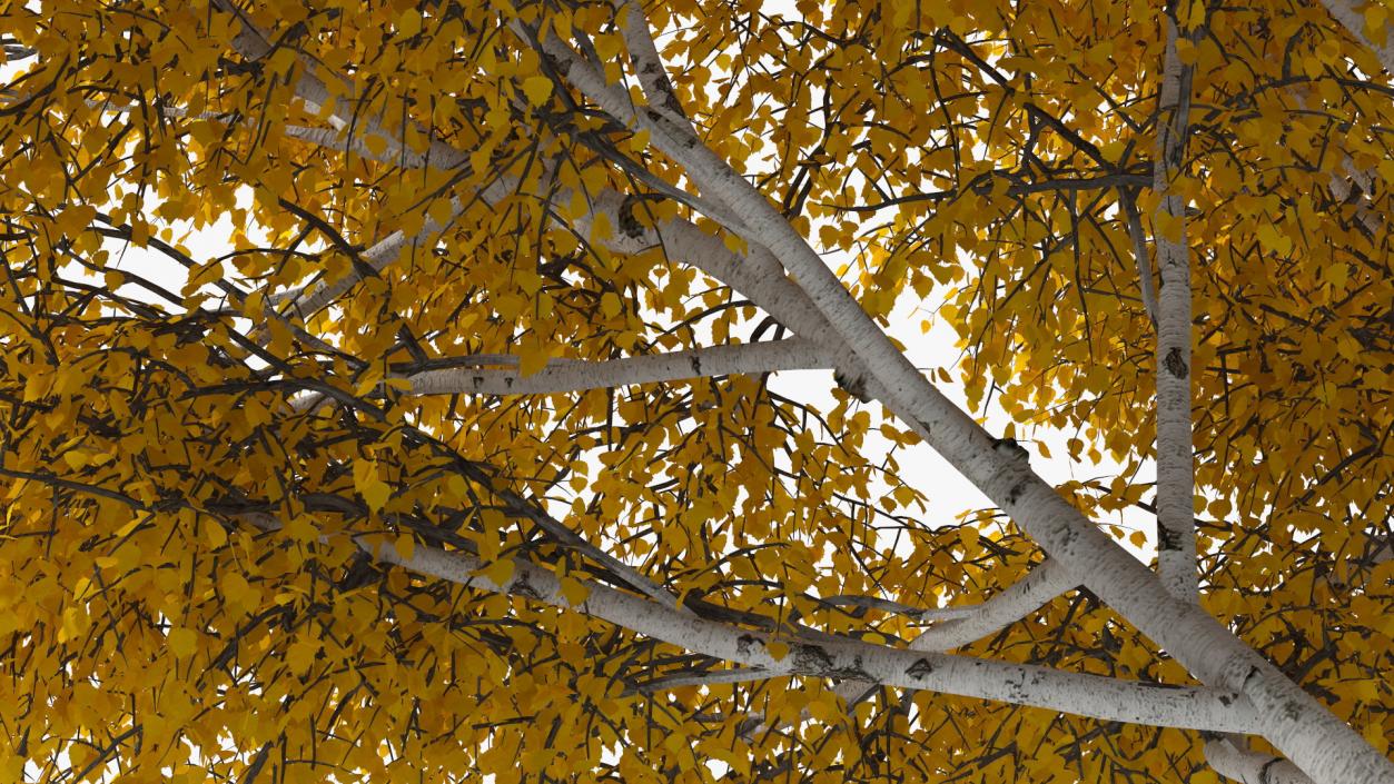 Birch Tree Yellow 3D