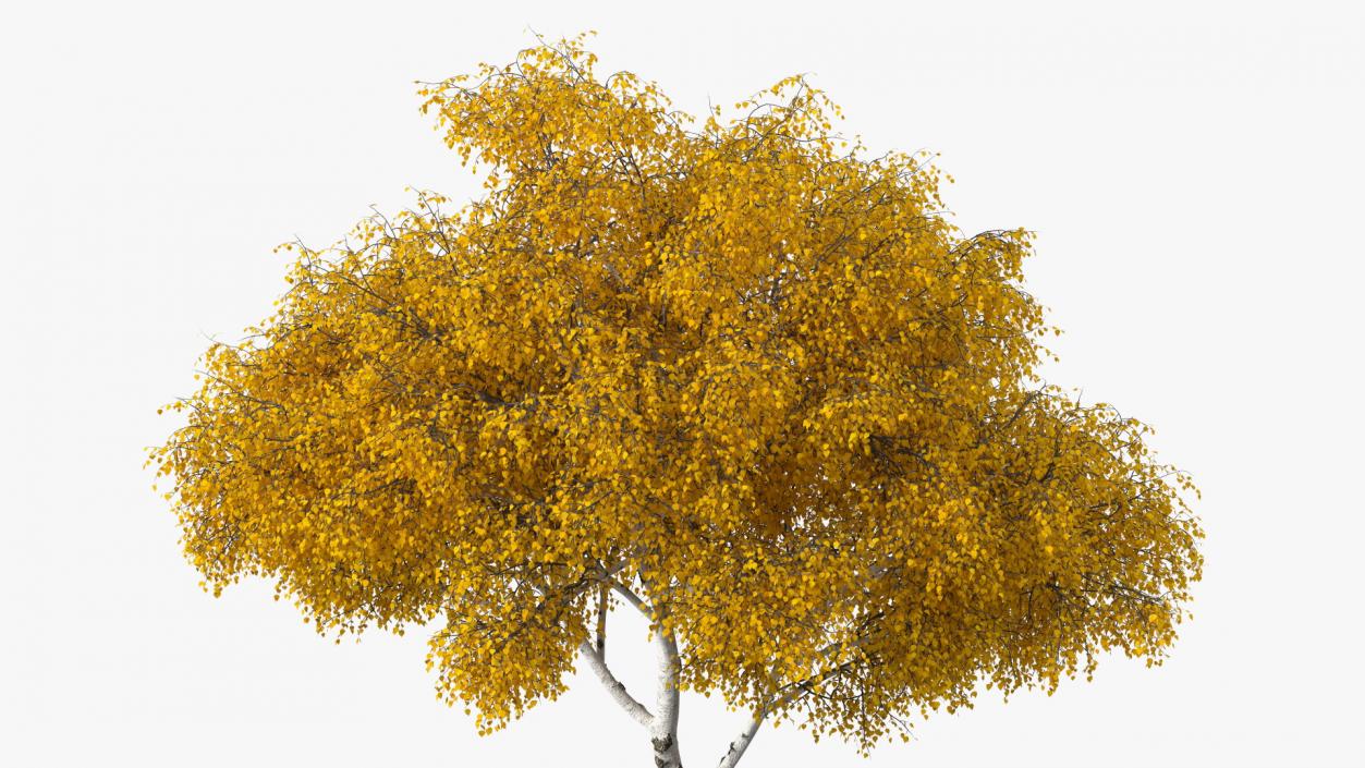 Birch Tree Yellow 3D
