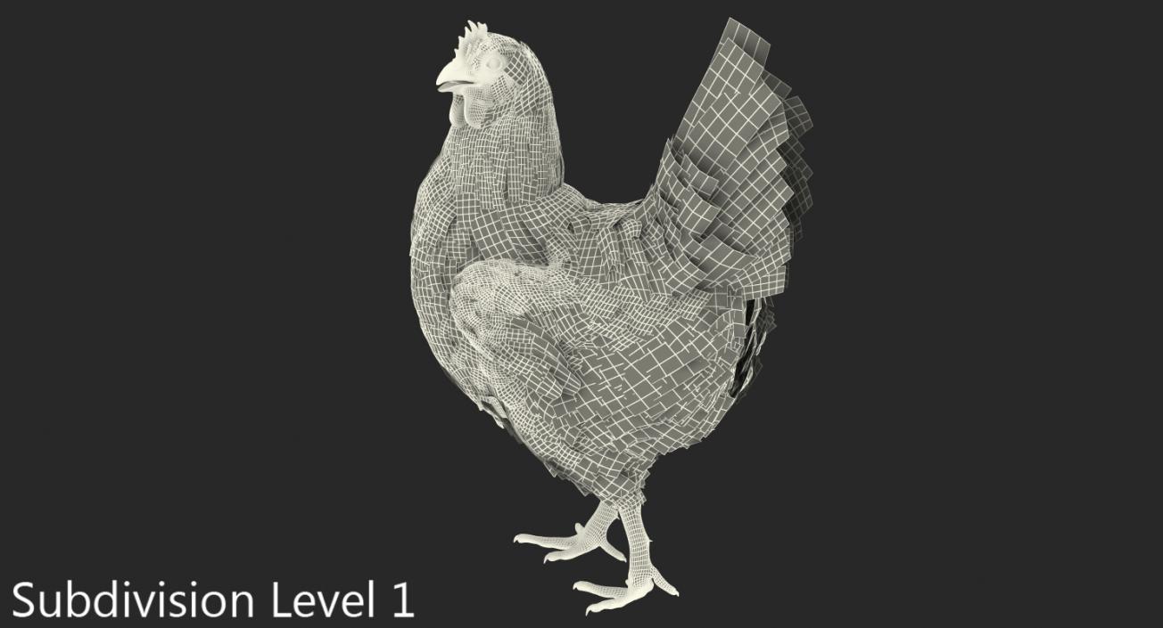 3D White Chicken Walking Pose