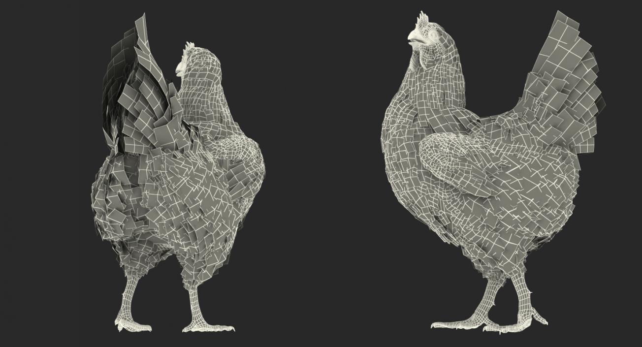 3D White Chicken Walking Pose