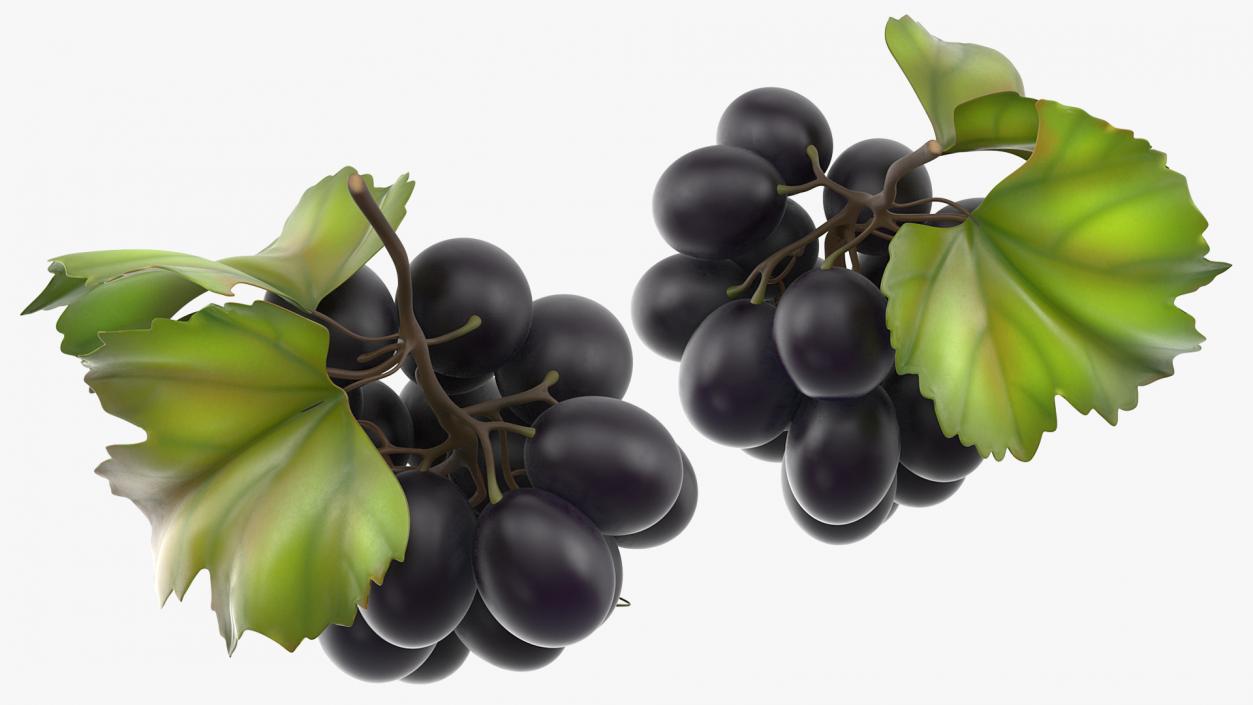 Bunch of Fresh Black Grapes 3D