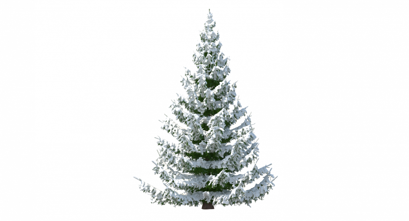 Spruce Tree Covered with Snow 3D model