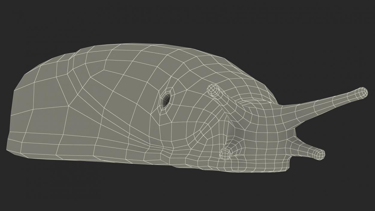 3D Slug Arion Lusitanicus Crawling
