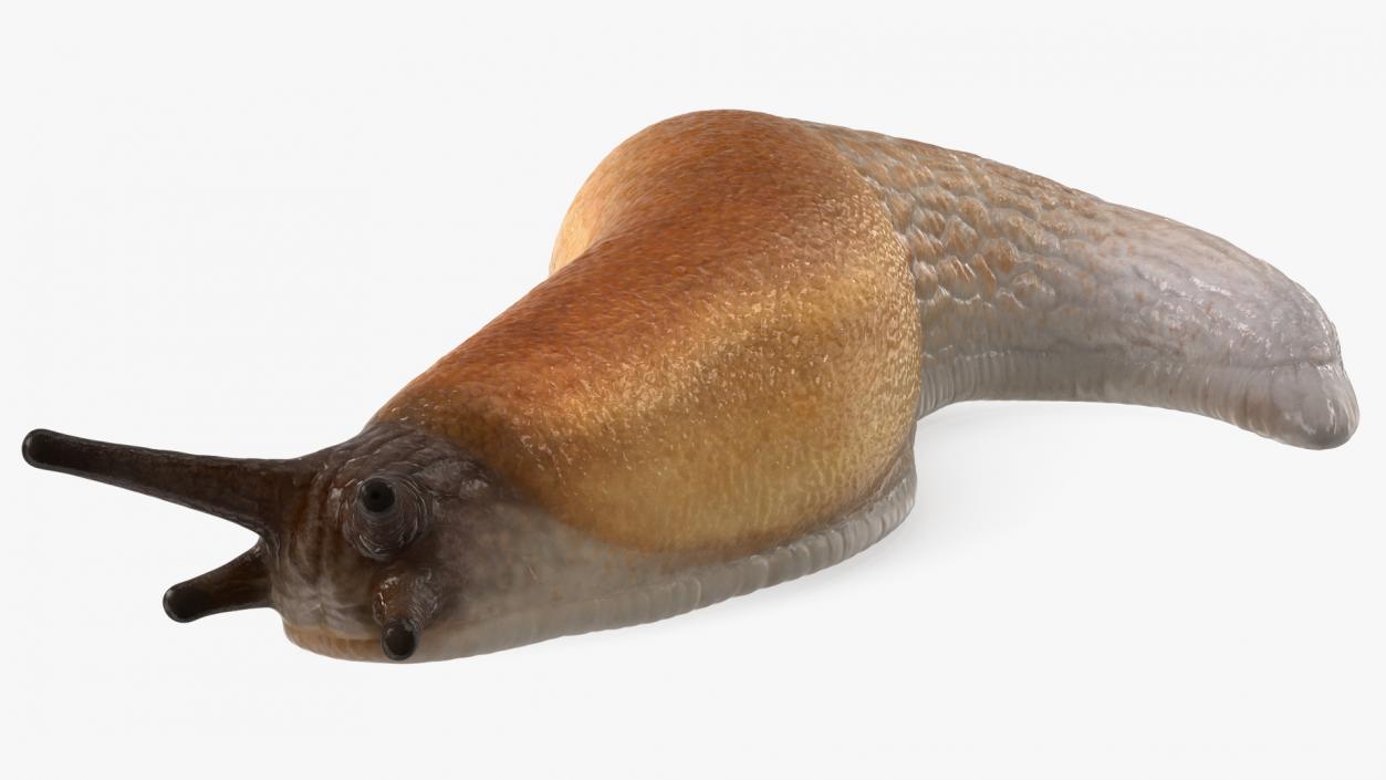 3D Slug Arion Lusitanicus Crawling