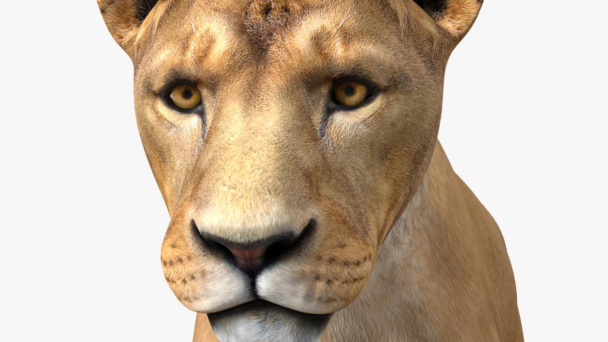 Young Lion Rigged 3D