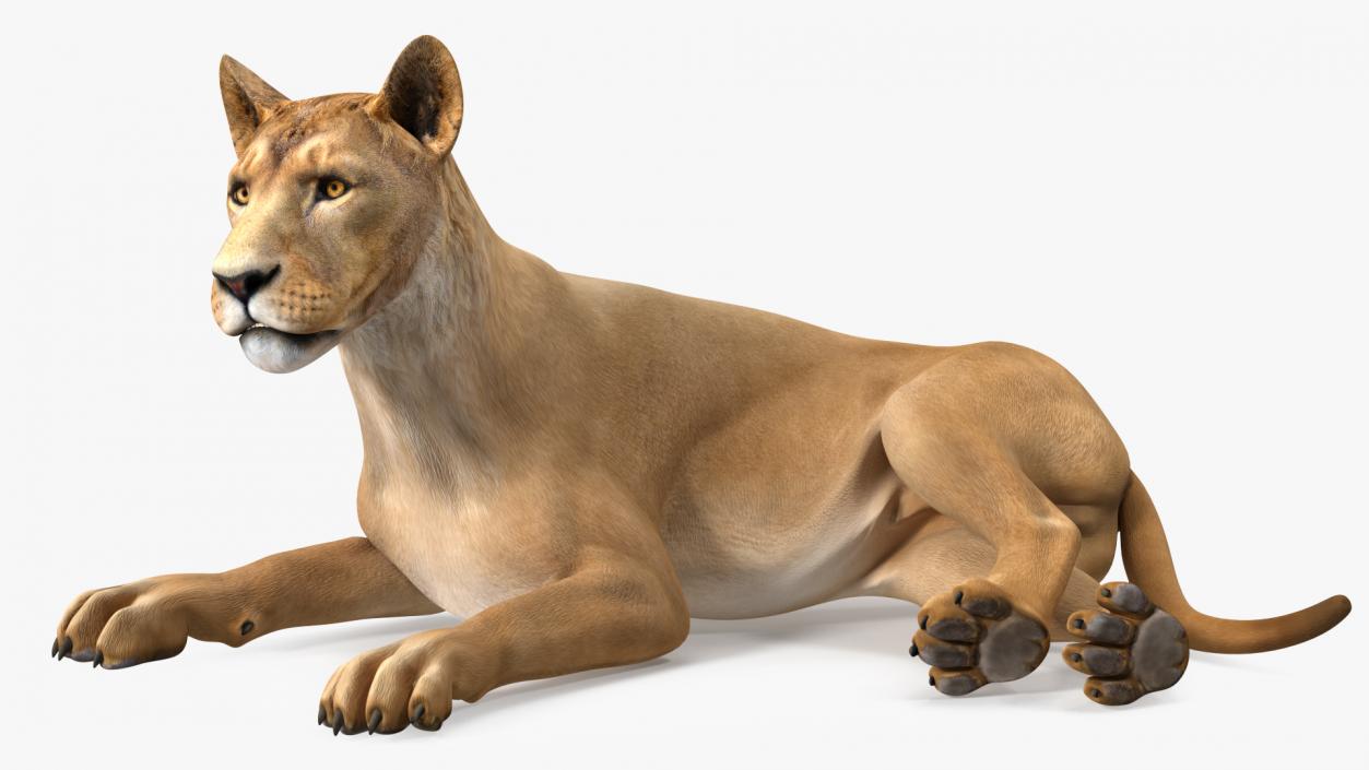 Young Lion Rigged 3D