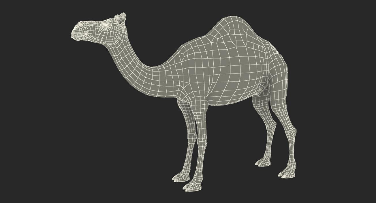 Camel 3D model