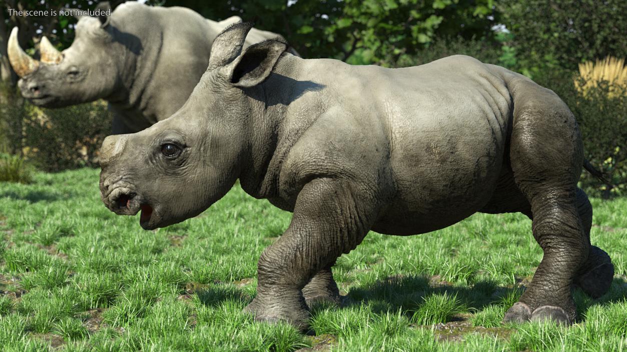 Rhino Baby Walking Pose Fur 3D