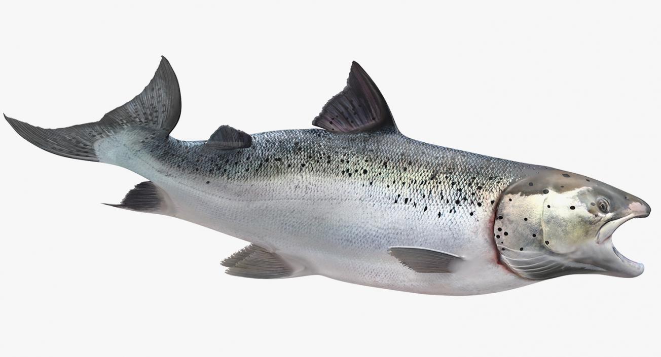 Animated Swims Atlantic Salmon Fish Rigged 3D
