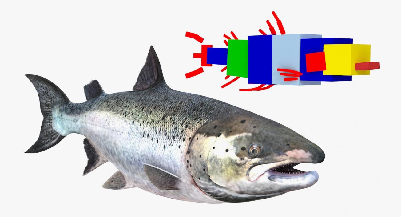 Animated Swims Atlantic Salmon Fish Rigged 3D