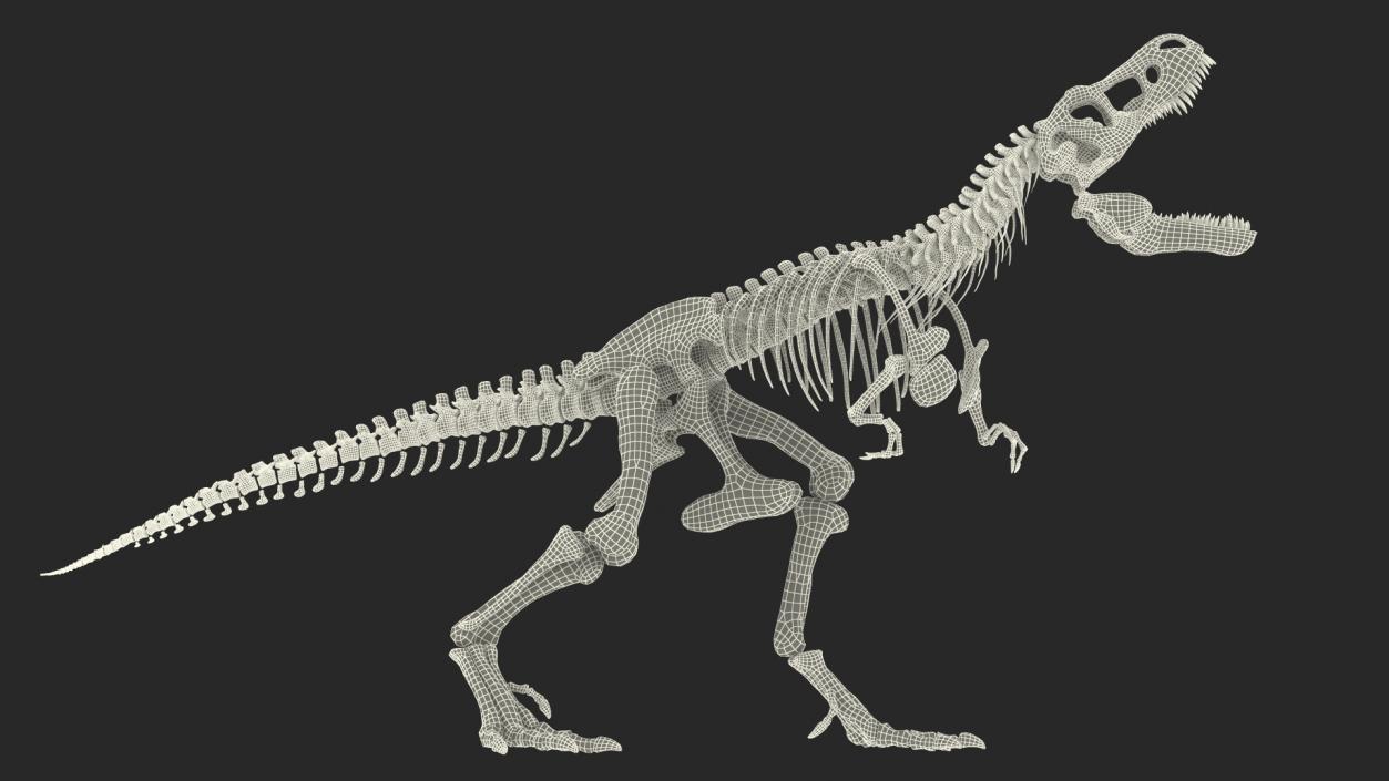 Tyrannosaurus Rex Skeleton Fossil Standing Pose 3D