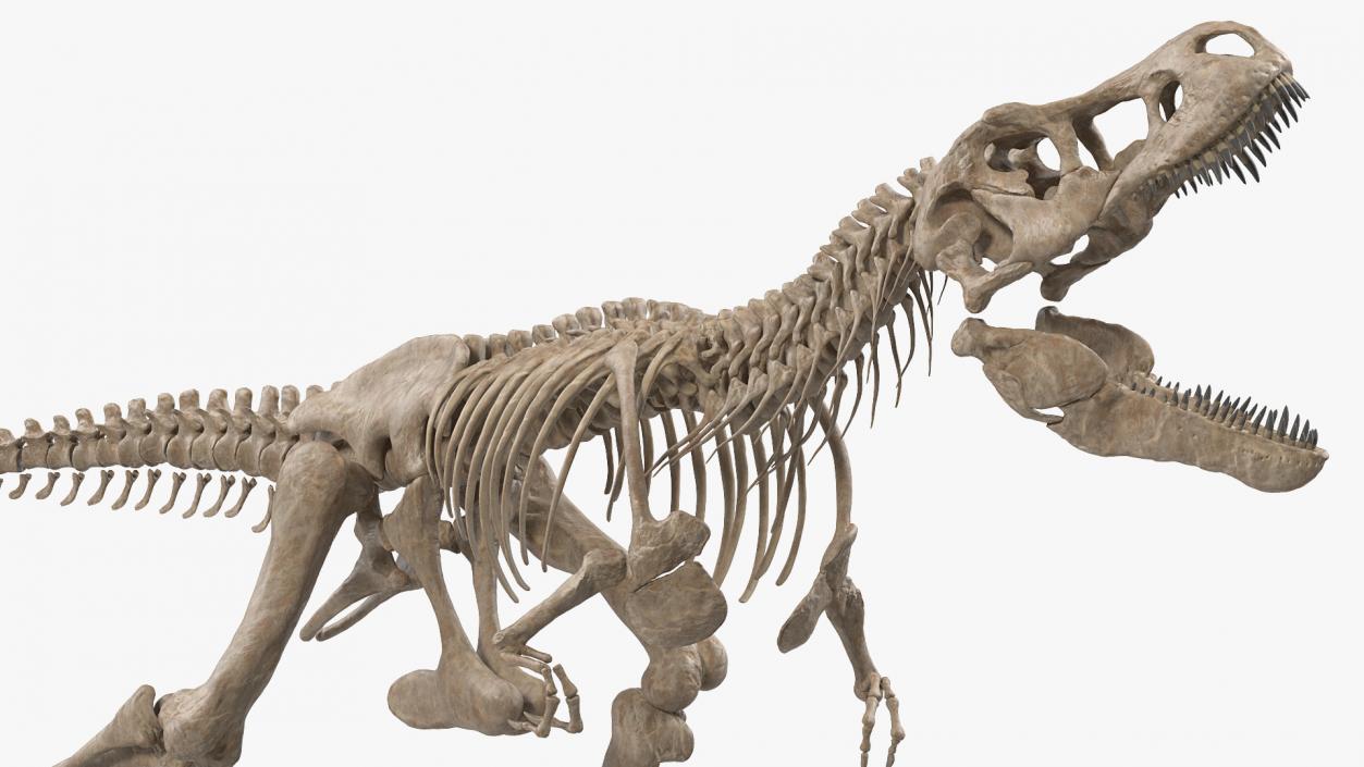 Tyrannosaurus Rex Skeleton Fossil Standing Pose 3D