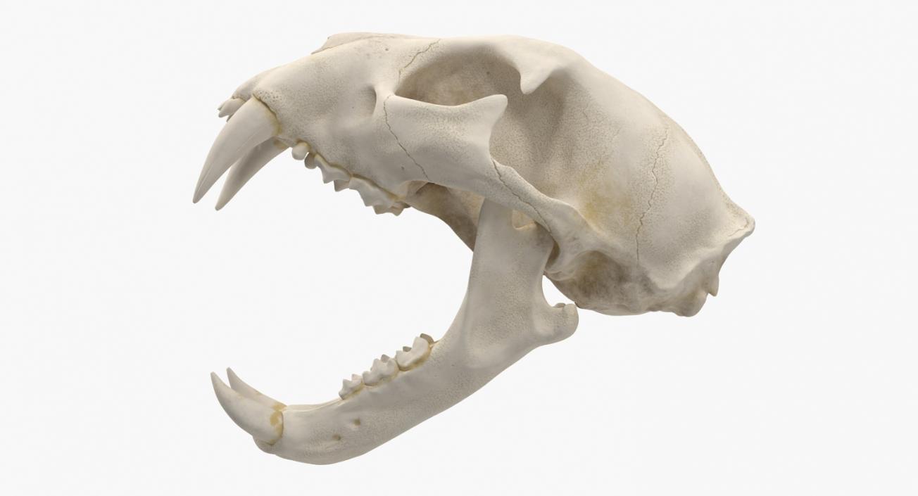 3D Bengal Tiger Skull model