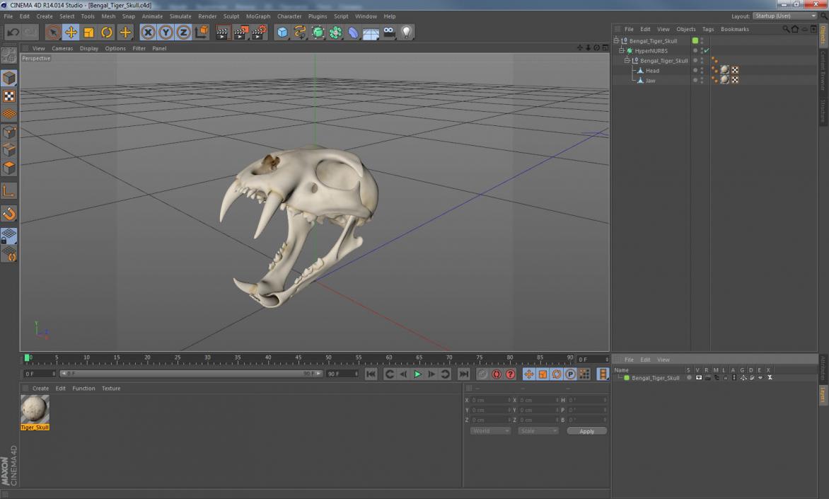3D Bengal Tiger Skull model