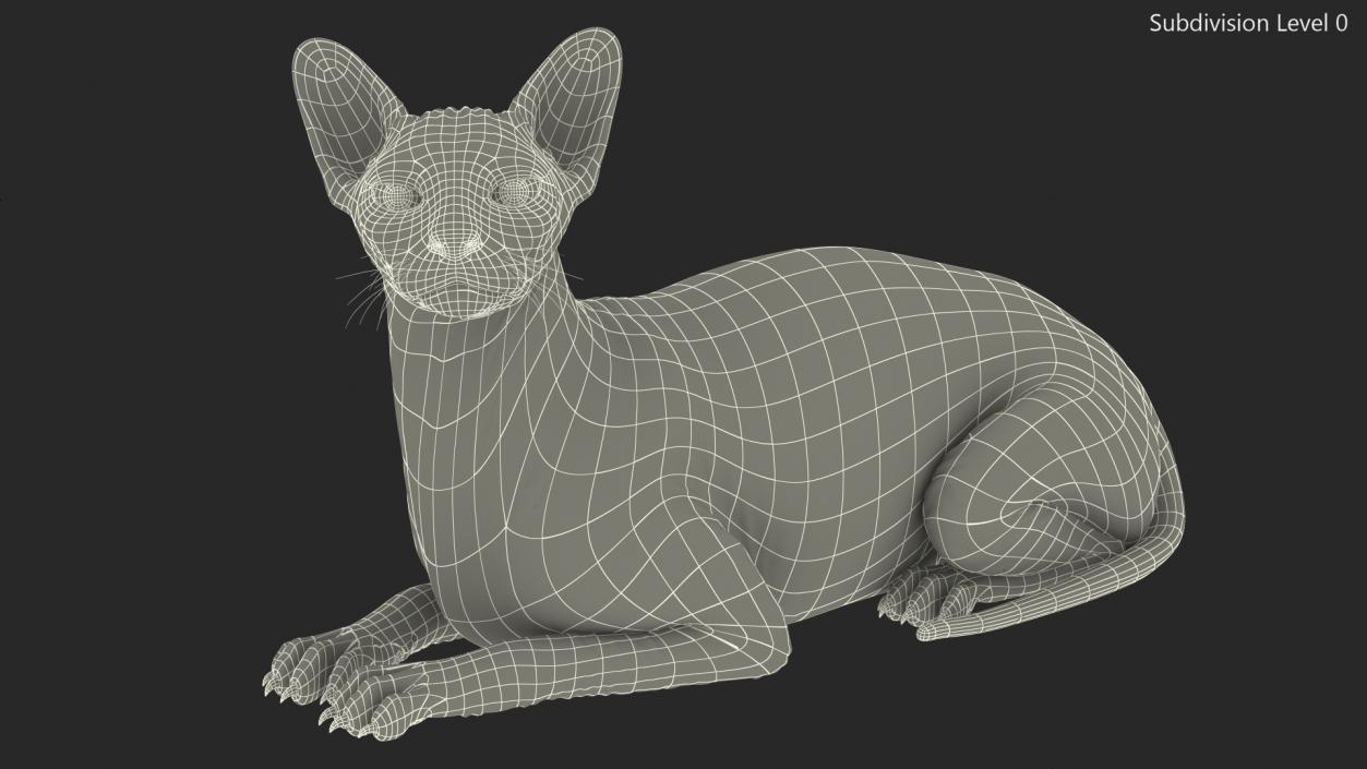 Dark Cream Sphynx Cat Lying Pose 3D