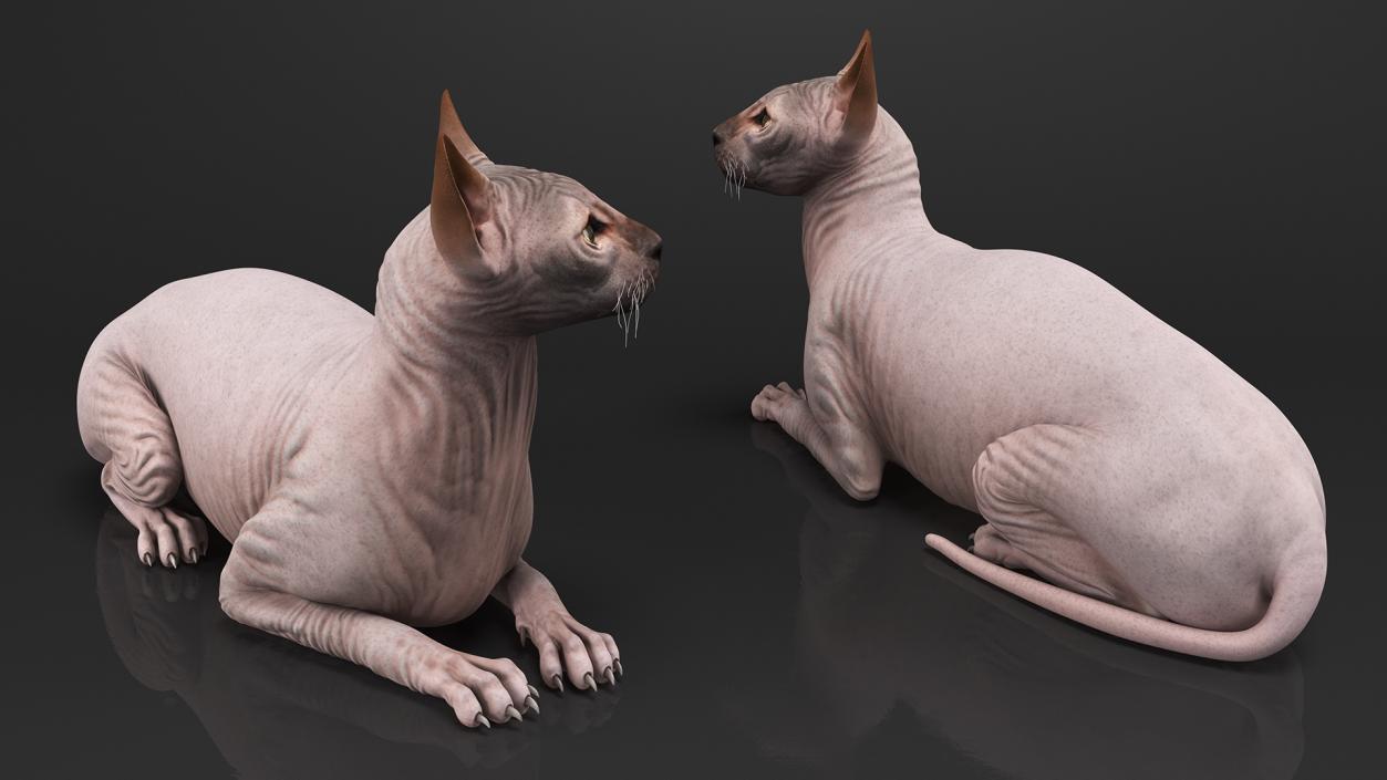 Dark Cream Sphynx Cat Lying Pose 3D
