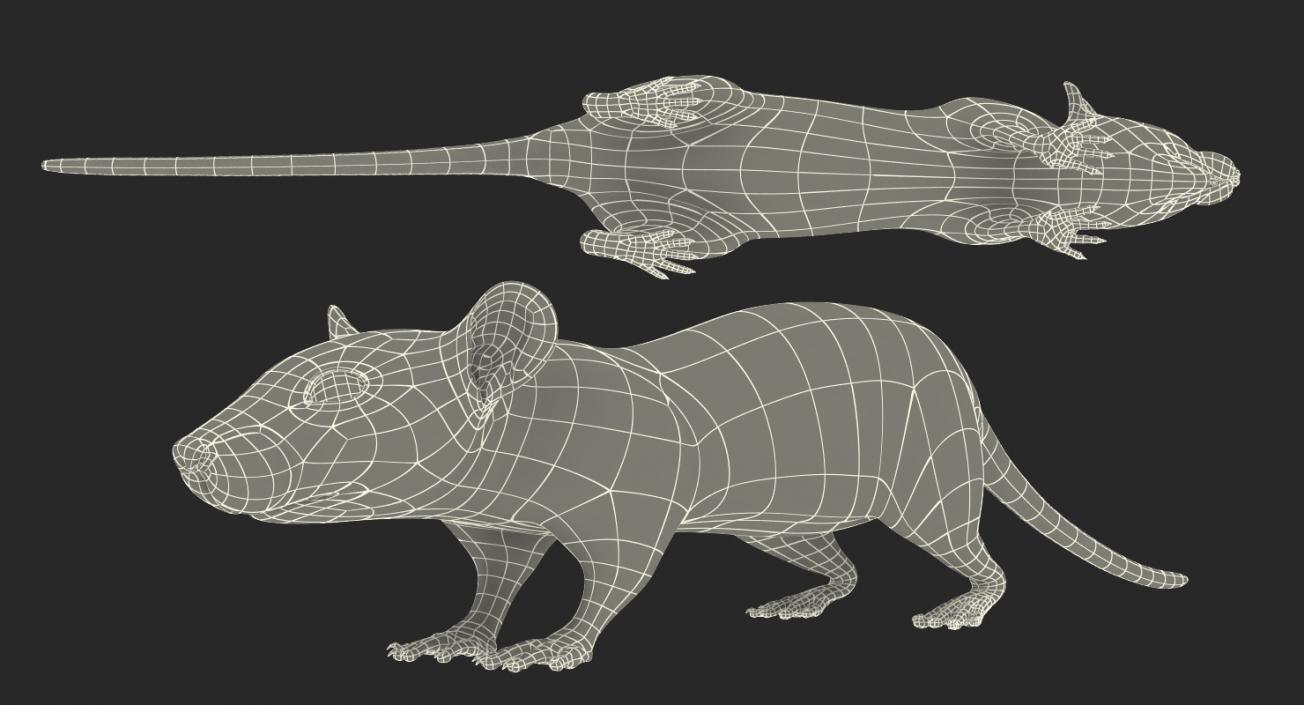 3D model Rat Rigged