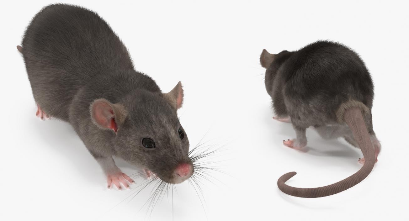 3D model Rat Rigged
