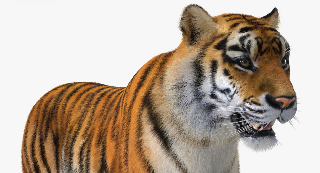 Tiger with Fur 3D model