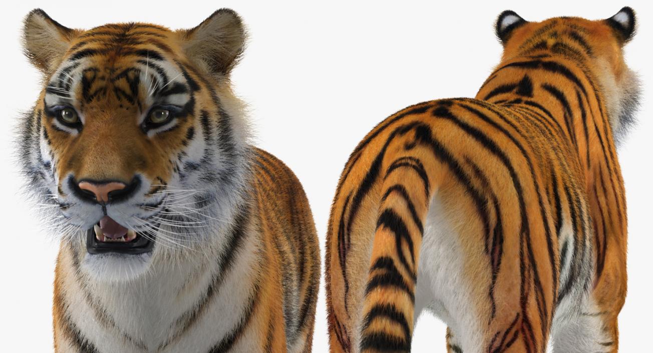 Tiger with Fur 3D model