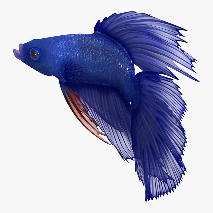 Blue Betta Fish Rigged 3D