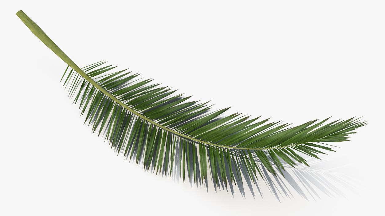 3D Palm Branch