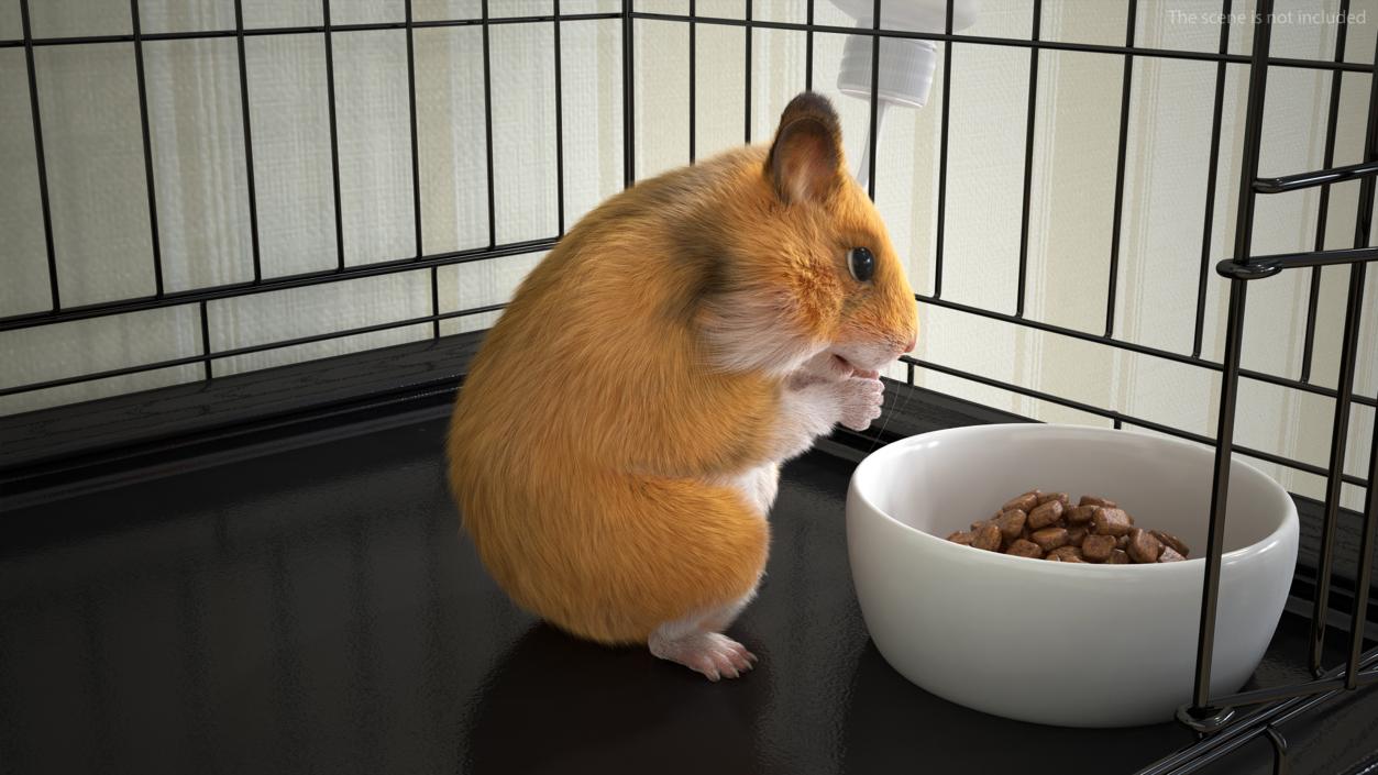 3D Golden Hamster Rigged