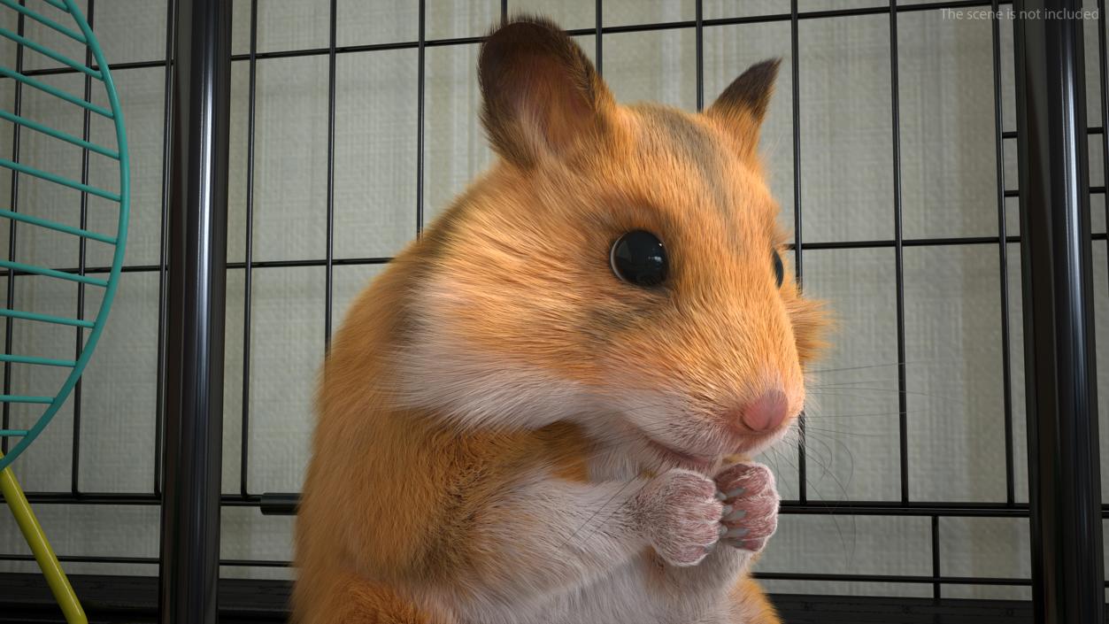 3D Golden Hamster Rigged