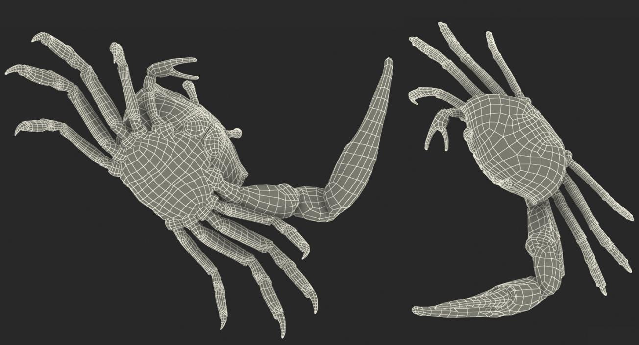 3D model Fiddler Crab Fighting Pose with Fur