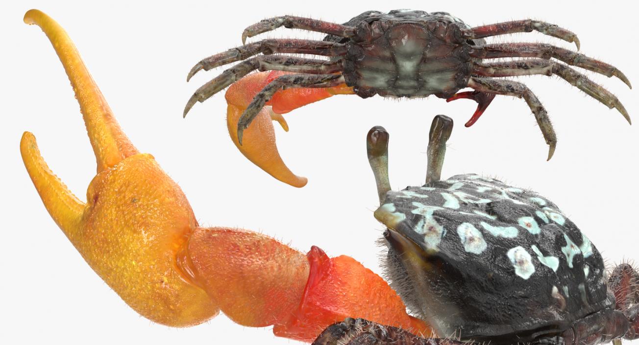 3D model Fiddler Crab Fighting Pose with Fur