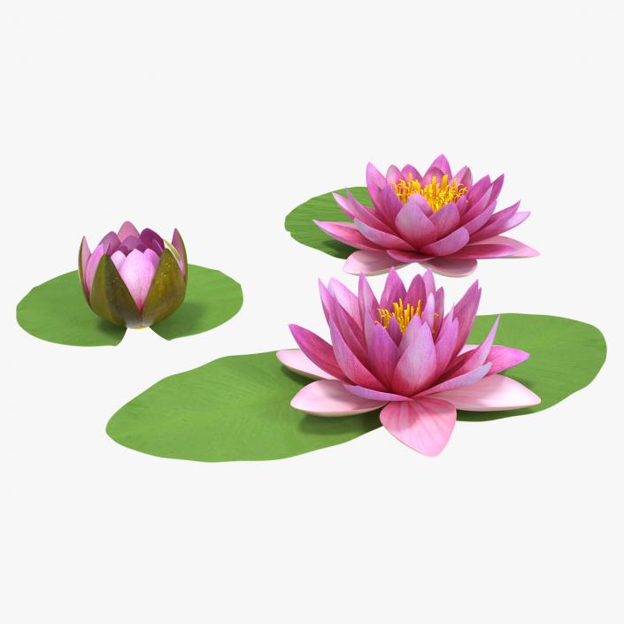 3D Nymphaea Siam Purple Set with Leaves