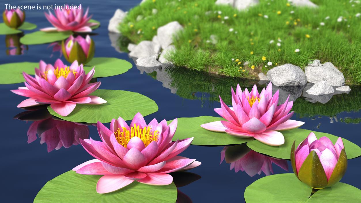 3D Nymphaea Siam Purple Set with Leaves