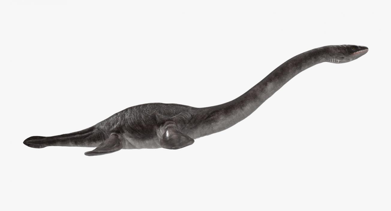 3D Plesiosauria Marine Reptile Dinosaur